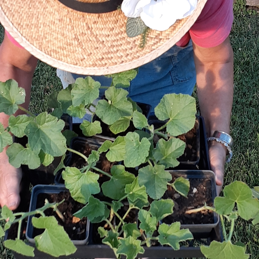 Poshmark Ambassador Laura